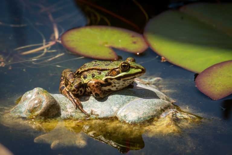 Karl Frosch