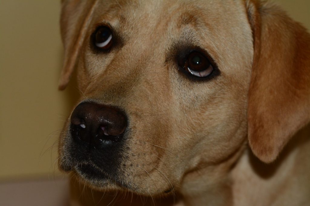 Hormonhund