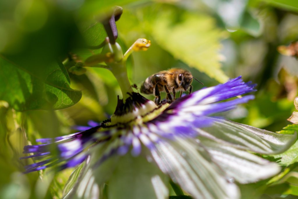 Passionsblume
